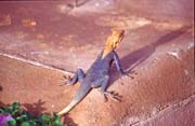 Lizard. Mali.