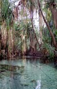 Mataranka - thermal bath. Australia.