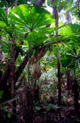 Jungle in Cape Tribulation area. Australia.