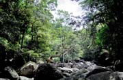 Jungle in Cape Tribulation area. Australia.