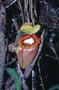 Meat eating flower at jungle around Mt. Kinabalu. Sabah,  Malaysia.
