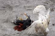 Cockfighting is Philippino national sport. The strong cock can win big money for his owner. Together with the money, the owner family get the other cock which is prepared for dinner. The meat is very healthy because of all the vitamins. Malapascua. Philippines.