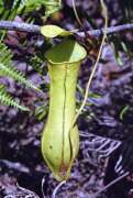 Insectivorous plant. Kalimantan, Indonesia.