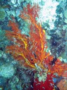 Diving around Bangka island, Sahaung dive site. Sulawesi,  Indonesia.