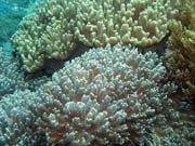 Diving around Bangka island, Sahaung dive site. Sulawesi, Indonesia.