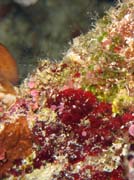 Diving around Bunaken island, Lekuan I dive site. Sulawesi,  Indonesia.