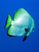 Diving around Bunaken island, Lekuan I dive site. Sulawesi, Indonesia.