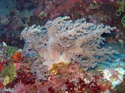 Diving around Bunaken island, Timur dive site. Sulawesi,  Indonesia.