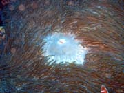 Diving around Bunaken island, Timur dive site. Sulawesi, Indonesia.