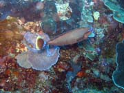 Diving around Bunaken island, Timur dive site. Sulawesi, Indonesia.