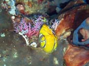 Diving around Bunaken island, Timur dive site. Sulawesi, Indonesia.