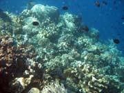 Diving around Bunaken island, Timur dive site. Sulawesi,  Indonesia.