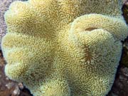 Diving around Bunaken island, Timur dive site. Sulawesi,  Indonesia.