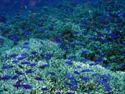 Diving around Bunaken island, Fukui dive site. Sulawesi,  Indonesia.