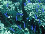 Diving around Bunaken island, Fukui dive site. Indonesia.