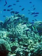 Diving around Bunaken island, Fukui dive site. Indonesia.
