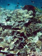 Diving around Bunaken island, Fukui dive site. Indonesia.