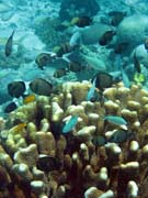 Diving around Bunaken island, Fukui dive site. Indonesia.