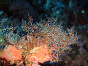 Diving around Bunaken island, Siladan I dive site. Sulawesi, Indonesia.