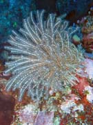 Diving around Bunaken island, Mandolin dive site. Indonesia.