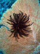 Diving around Bunaken island, Mandolin dive site. Indonesia.