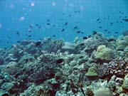 Diving around Bunaken island, Mandolin dive site. Indonesia.