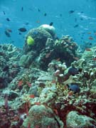 Diving around Bunaken island, Mandolin dive site. Sulawesi,  Indonesia.