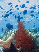 Diving around Bunaken island, Mandolin dive site. Sulawesi,  Indonesia.