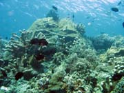 Diving around Bunaken island, Mandolin dive site. Indonesia.
