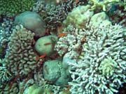 Diving around Bunaken island, Mandolin dive site. Indonesia.