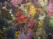 Lionfish. Diving around Bunaken island, Chelo Chelo dive site. Indonesia.