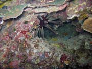 Diving around Bunaken island, Chelo Chelo dive site. Indonesia.