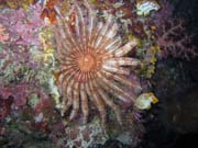 Diving around Bunaken island, Chelo Chelo dive site. Indonesia.