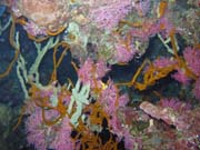 Diving around Bunaken island, Chelo Chelo dive site. Indonesia.