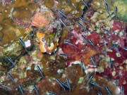Diving around Bunaken island, Alban dive site. Indonesia.