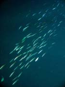 Diving around Bunaken island, Alban dive site. Indonesia.