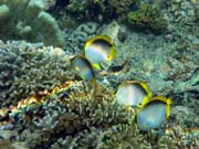 Spotfin Butterflyfish. Diving around Bunaken island, Alban dive site. Sulawesi,  Indonesia.