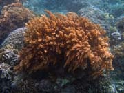 Diving around Bunaken island, Alban dive site. Indonesia.