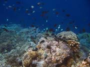 Diving around Bunaken island, Alban dive site. Sulawesi,  Indonesia.