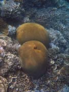 Diving around Bunaken island, Alban dive site. Sulawesi, Indonesia.