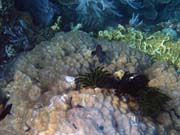 Diving around Bunaken island, Alban dive site. Sulawesi, Indonesia.