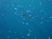 Diving around Bunaken island, Alban dive site. Sulawesi, Indonesia.