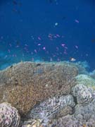 Diving around Bunaken island, Alban dive site. Sulawesi, Indonesia.