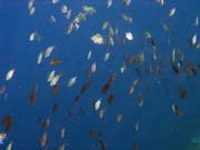 Diving around Bunaken island, Alban dive site. Sulawesi, Indonesia.