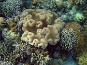 Diving around Bunaken island, Alban dive site. Sulawesi, Indonesia.