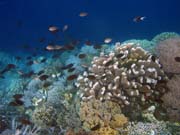 Diving around Bunaken island, Alban dive site. Sulawesi, Indonesia.