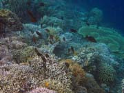 Diving around Bunaken island, Alban dive site. Sulawesi, Indonesia.