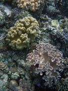 Diving around Bunaken island, Alban dive site. Sulawesi, Indonesia.