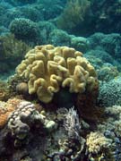 Diving around Bunaken island, Alban dive site. Sulawesi, Indonesia.