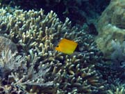 Long-nosed Butterfly Fish. Diving around Bunaken island, Alban dive site. Sulawesi, Indonesia.